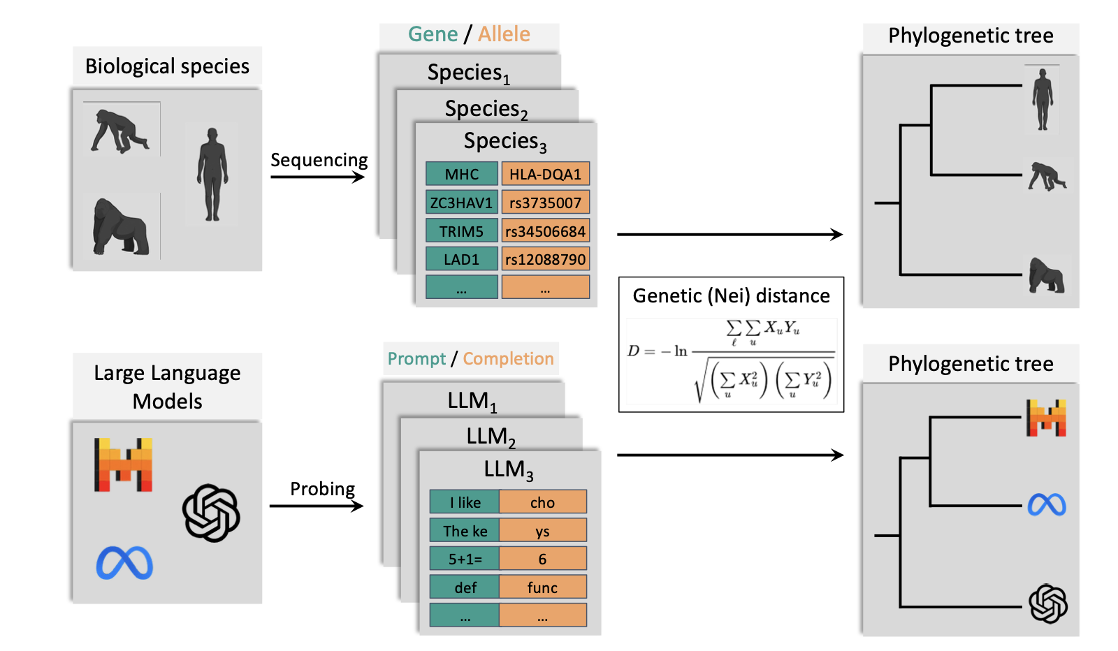 Illustration of the PhyloLM algorithm